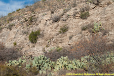 hill and prickly pear cactuses